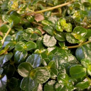 PILEA DEPRESSA MINI x12