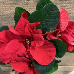 JULSTJÄRNA GREN MOUSE RÖD SV x8