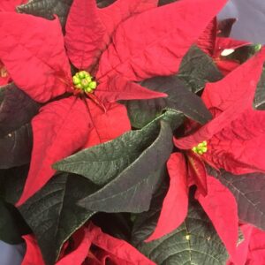 JULSTJÄRNA GREN JESTER RÖD SV K:12CM x8