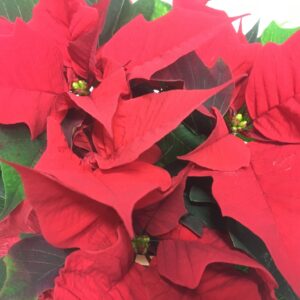 JULSTJÄRNA GREN RÖD SV x8