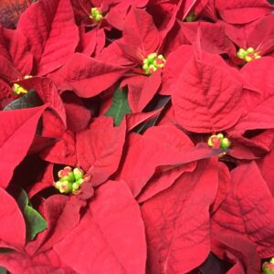 JULSTJÄRNA MINI RÖD x12