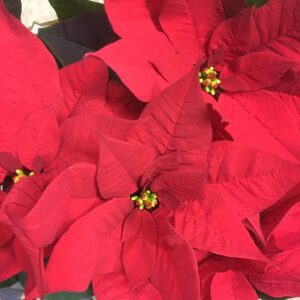 JULSTJÄRNA GRENAD BUSK RÖD DK/NL x6