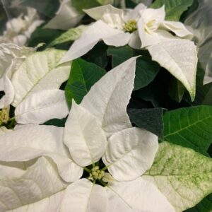 PRINCETTIA VIT K:10,5CM x12