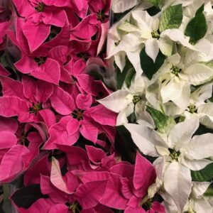 PRINCETTIA MIX SV K:10,5CM x10