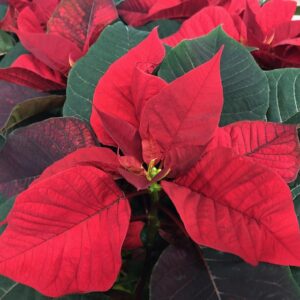 JULSTJÄRNA RÖD 1-GR M.BARN FRILLESÅS x8