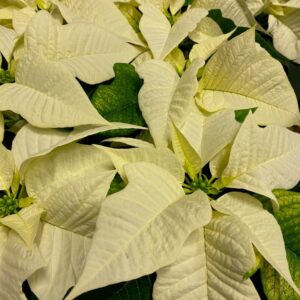 JULSTJÄRNA VIT 1-GR M.BARN FRILLESÅS x8