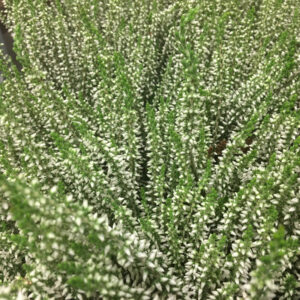 CALLUNA GARDEN GIRLS VIT K:12CM x8