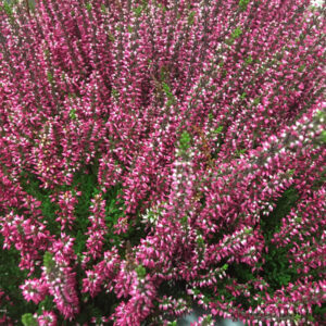 CALLUNA GARDEN GIRLS RÖD K:12CM x8