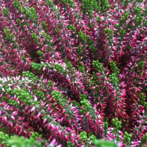 CALLUNA GARDEN GIRLS RÖDA K:9,5CM x12