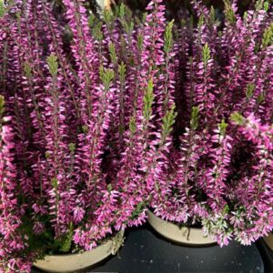 CALLUNA GARDEN GIRLS LILA K:12CM x8