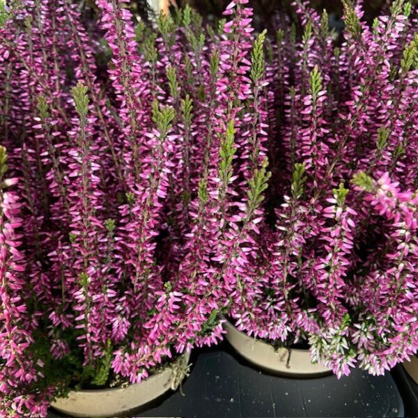 CALLUNA GARDEN GIRLS LILA K:12CM x8