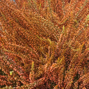 CALLUNA FÄRGAD ORANGE x8