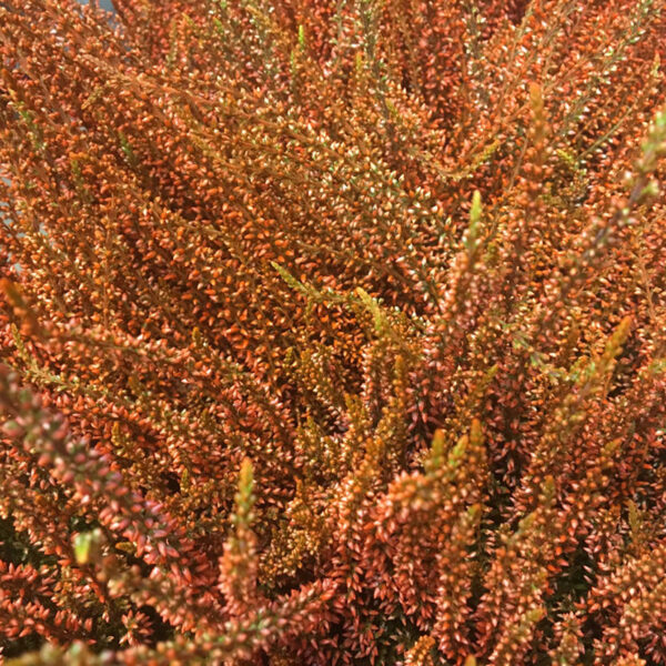 CALLUNA FÄRGAD ORANGE x8