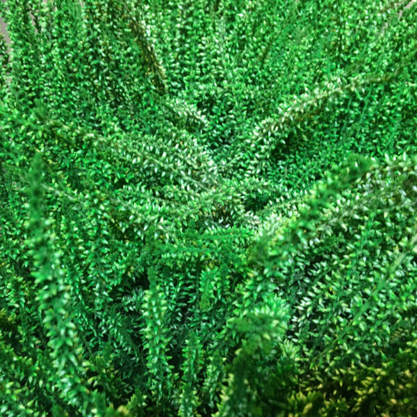 CALLUNA FÄRGAD GRÖN x8
