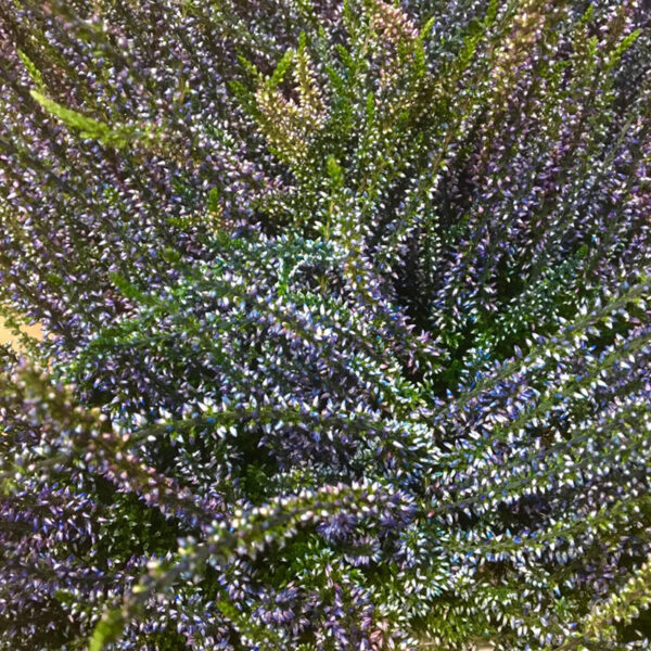 CALLUNA FÄRGAD BLÅ x8