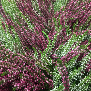 CALLUNA TWINGIRLS K:12CM x8