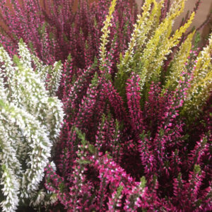 CALLUNA GARDEN GIRLS MIX K:11CM x10