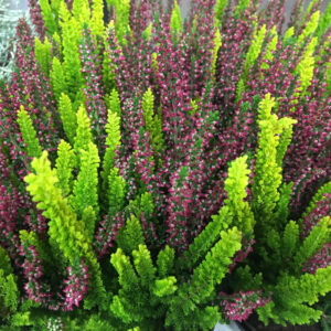 CALLUNA TWIN MINI x12