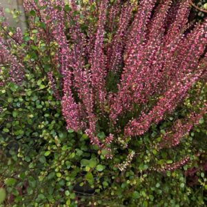 HEIDEMIX CALLUNA RÖD/ROSA + MUEHLENB x10