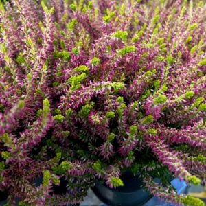 CALLUNA GOLDEN ANGIE ROSA K:12CM x8