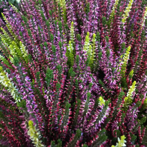 CALLUNA HIGH FIVE K:11CM x10