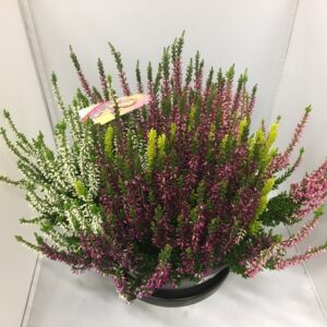 CALLUNA HIGH FIVE SKÅL 23CM