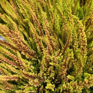 CALLUNA ZOE GUL/BRUN x8