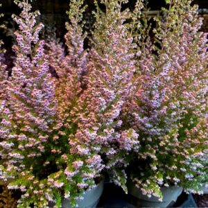LJUNG ERICA SPARSA ROSA K:12CM x10