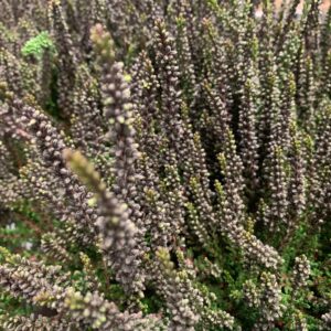 CALLUNA SUNSET ZALINA SVART x8