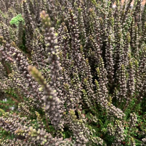 CALLUNA SUNSET ZALINA SVART x8
