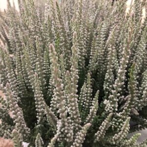 CALLUNA ZILLY GRÅ/FLUFFY x8