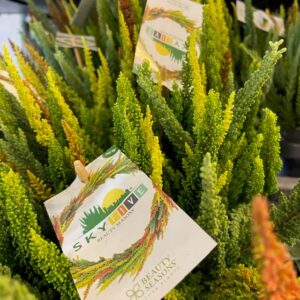 CALLUNA SKYFIVE MIXKRUKA K:11CM x10