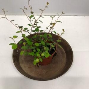 MUEHLENBECKIA COMPLEXA MINI x12