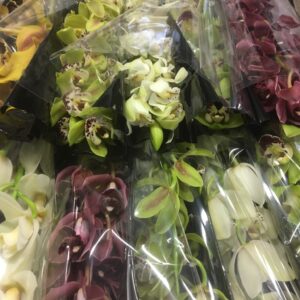 ORKIDEE CYMBIDIUM MINI MIX 50CM