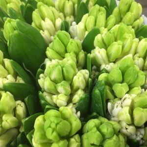 HYACINT SNITT VIT x25