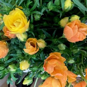 RANUNKEL BUTTERFLY MINOAN ORANGE