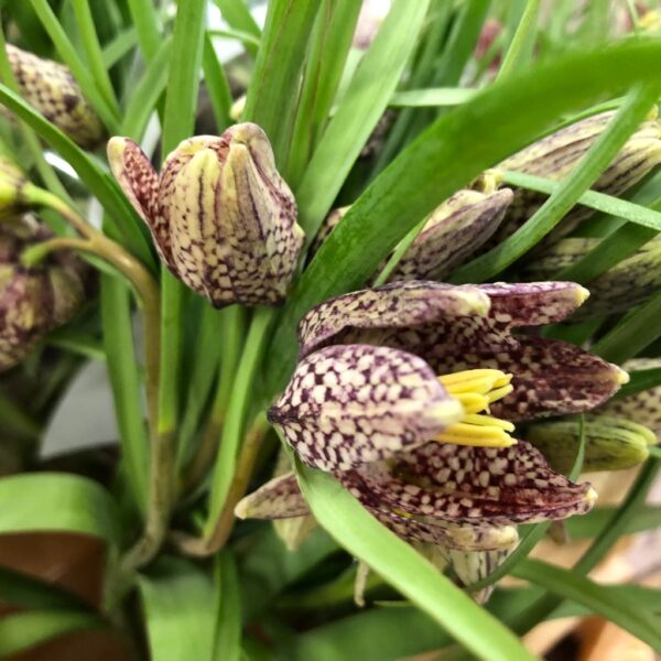 FRITILLARIA MELEAGRIS