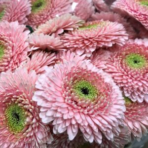 GERMINI POMPONI BELFI APRIKOS-ROSA