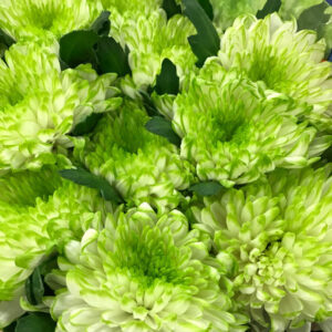KRYSS BL ZEMBLA LIME
