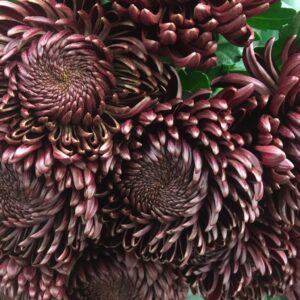 KRYSS BL BIGOUTI RED