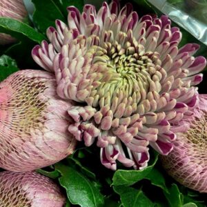 KRYSS BL COUTURE STORBLOM LILA/CERIS