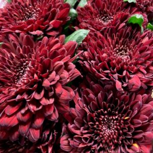 KRYSS BL STORBL PARKER VINRÖD