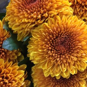 KRYSS BL PALADOV DARK STORBLOM ORANGE