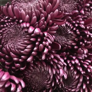 KRYSS BL BIGOUTI PURPLE