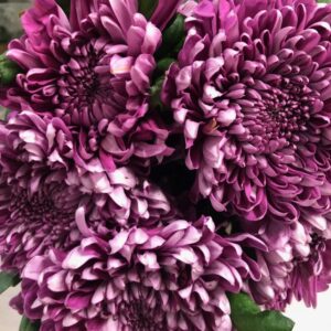 KRYSS BL HORNBILL DARK STORBL LILA