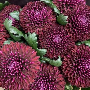 KRYSS BL POKER STORBLOM RÖD