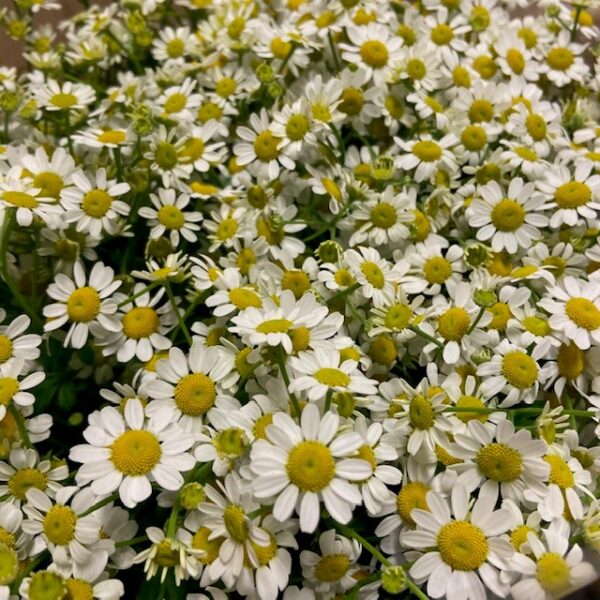 TANACETUM MATRICARIA VIT x25