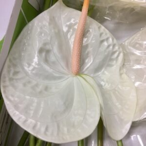 ANTHURIUM VIT x12