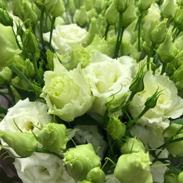 LISIANTHUS DUBBEL VIT