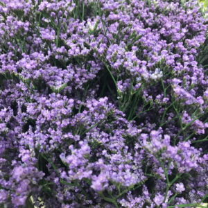 LIMONIUM MAINE/KANSAS BLUE LILA
